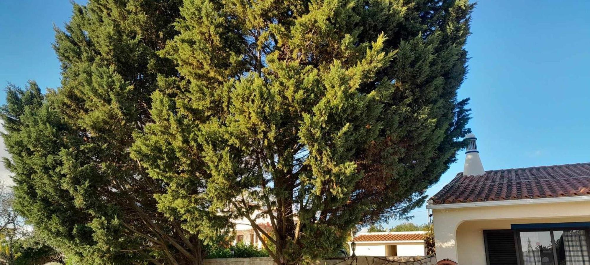 Casa Joaquina Villa Carvoeiro  Eksteriør bilde